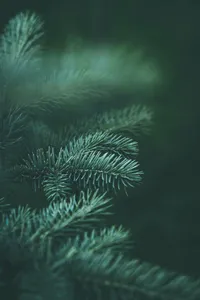 a pine branch