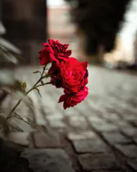 a drenched paved street with a rose