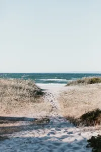 a landscape on the beach, with yellow maritime plants all along and a deep blue sea